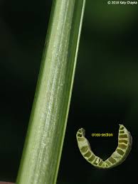Attēlu rezultāti vaicājumam “Carex rostrata”