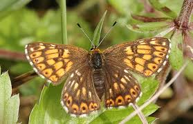 Attēlu rezultāti vaicājumam “Riodinidae”