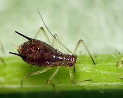 Attēlu rezultāti vaicājumam “Uroleucon hypochoeridis”