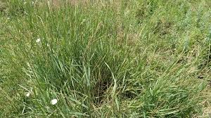 Attēlu rezultāti vaicājumam “Elytrigia repens flower”