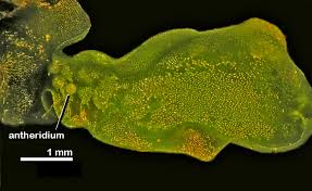 Attēlu rezultāti vaicājumam “Moerckia hibernica”
