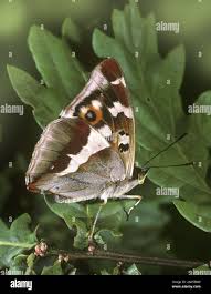 Attēlu rezultāti vaicājumam “Apatura iris female”