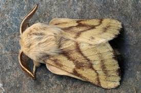 Attēlu rezultāti vaicājumam “Malacosoma castrensis”