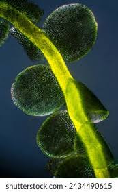 Attēlu rezultāti vaicājumam “Mylia anomala”