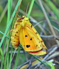 Attēlu rezultāti vaicājumam “Rhyparia purpurata”