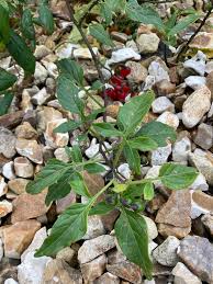 Attēlu rezultāti vaicājumam “Solanum dulcamara fruit”