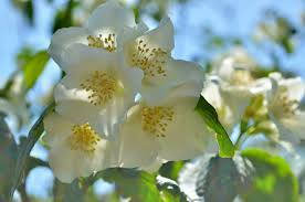 Attēlu rezultāti vaicājumam “Philadelphus lemoinei flower”