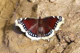 Attēlu rezultāti vaicājumam “Nymphalis antiopa underside”