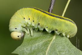 Attēlu rezultāti vaicājumam “Cimbex femoratus larva”