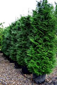 Attēlu rezultāti vaicājumam “Thuja plicata”