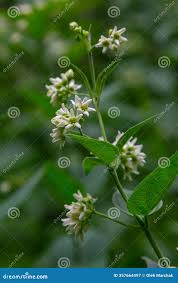 Attēlu rezultāti vaicājumam “Vincetoxicum hirundinaria flower”