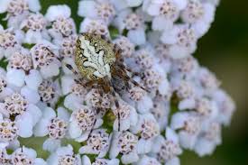Attēlu rezultāti vaicājumam “Aculepeira ceropegia”