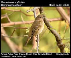 Attēlu rezultāti vaicājumam “Carpodacus erythrinus”