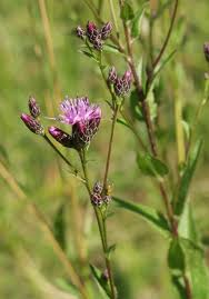 Attēlu rezultāti vaicājumam “Serratula tinctoria”