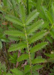 Attēlu rezultāti vaicājumam “Argentina anserina leaf”