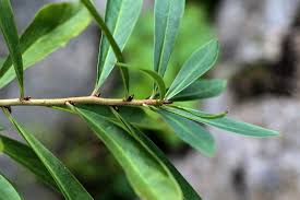 Attēlu rezultāti vaicājumam “Daphne mezereum leaf”