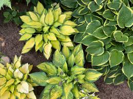 Image result for Hosta Warpaint
