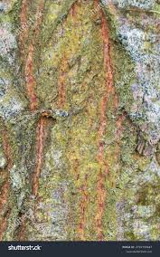 Attēlu rezultāti vaicājumam “Punctelia subrudecta”