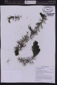 Attēlu rezultāti vaicājumam “Ceratophyllaceae”