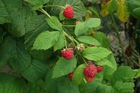 Attēlu rezultāti vaicājumam “Rubus idaeus”