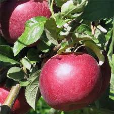 Attēlu rezultāti vaicājumam “Malus domestica”