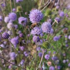 Image result for Succisa pratensis