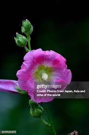Image result for Alcea (althaea) rosea