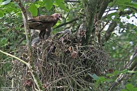 Attēlu rezultāti vaicājumam “Buteo buteo nest”