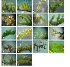 Attēlu rezultāti vaicājumam “Pterigynandrum filiforme”