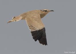 Image result for Cursorius cursor