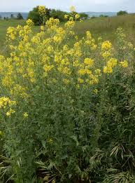 Attēlu rezultāti vaicājumam “Sisymbrium loeselii leaf”