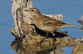 Image result for Anthus spinoletta