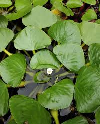 Attēlu rezultāti vaicājumam “Trapaceae”