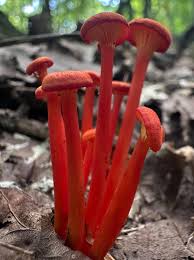 Attēlu rezultāti vaicājumam “Hygrocybe cantharellus”