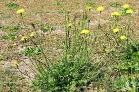 Attēlu rezultāti vaicājumam “Hypochaeris radicata fruit”