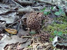 Attēlu rezultāti vaicājumam “Comatricha pulchella macro”