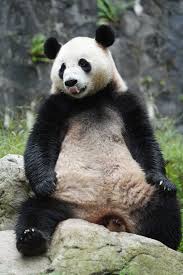 Résultat de recherche d'images pour "pandas"