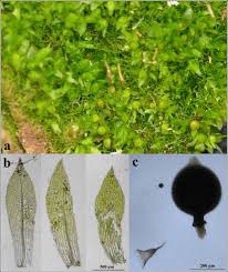 Attēlu rezultāti vaicājumam “Dicranella staphylina macro”