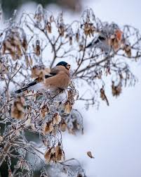 Attēlu rezultāti vaicājumam “Pyrrhula pyrrhula female”