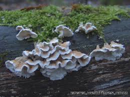 Attēlu rezultāti vaicājumam “Plicatura nivea”