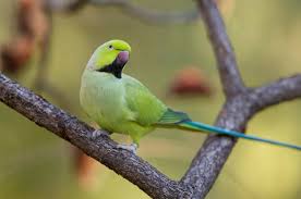 Image result for Psittacula krameri