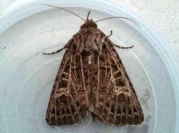 Attēlu rezultāti vaicājumam “Tholera decimalis male”