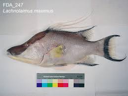 Image result for Lachnolaimus maximus