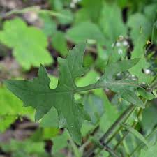 Attēlu rezultāti vaicājumam “Mycelis muralis leaf”