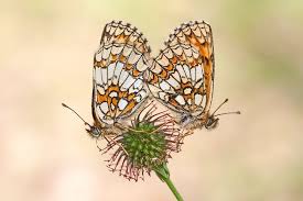 Attēlu rezultāti vaicājumam “Mellicta athalia”