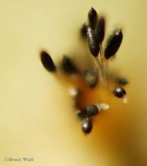 Attēlu rezultāti vaicājumam “Phragmidium sp.”