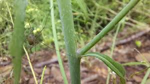 Attēlu rezultāti vaicājumam “Cardaminopsis arenosa leaf”