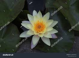 Attēlu rezultāti vaicājumam “Nymphaea candida flower”