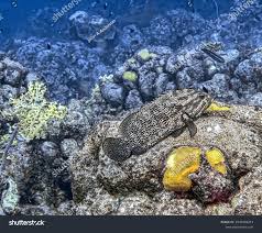 Image result for Mycteroperca bonaci