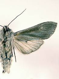 Attēlu rezultāti vaicājumam “Cucullia lucifuga”